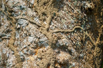 Wood texture background. trunk detail texture background. Bark tree texture wallpaper. Abstract background. postcard. Gnarl tree.