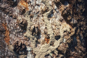 Wood texture background. trunk detail texture background. Bark tree texture wallpaper. Abstract background. postcard. Gnarl tree.
