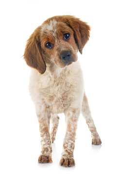 Puppy Brittany Spaniel