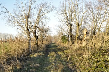 ISOLA DELLA CONA, FOCE DELL' ISONZO
