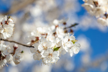 Flowering branch apricot tree against a blue sky