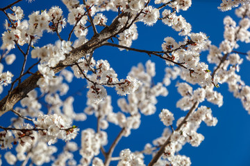 Flowering branch apricot tree against a blue sky