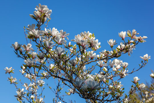 Fototapeta Flowering branch magnolia tree against a blue sky.