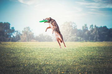 Hund springt zur Frisbee