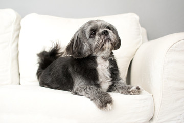 Shi Tzu Malteser Kleiner Hund Sofa
