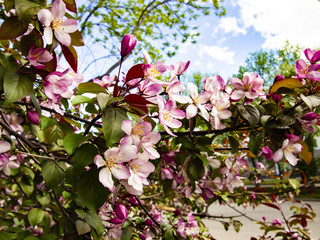 branches of a blossoming Apple tree