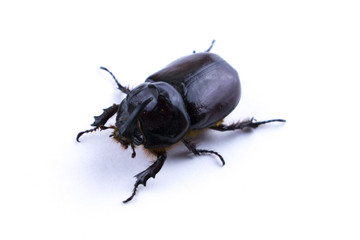 Rhinoceros beetle isolated on white