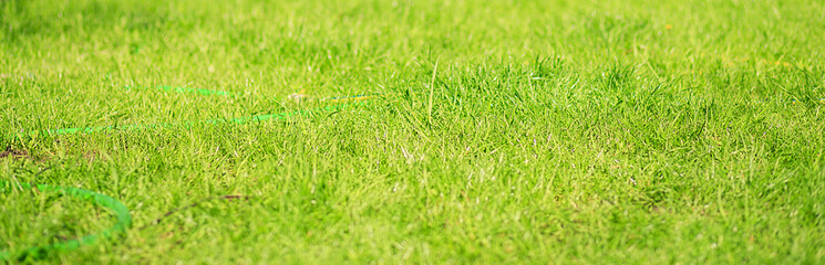 fresh summer green grass in the country, border design panoramic banner