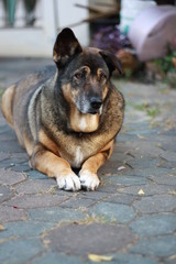 dog.