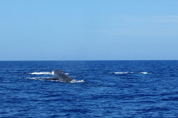 Humpback Whale-Megaptera novaeangliae  at Tonga
