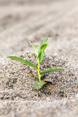 Green sprout in the sandy desert