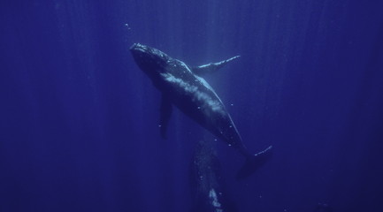 Obraz na płótnie Canvas Humpback whales, Megaptera novaeangliae, Neiafu, Vavau, Tonga