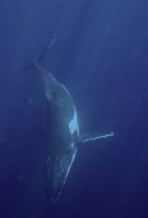 Descending male Humpback whale, Neiafu, Vavau, Tonga