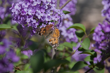 butterfly on lavender