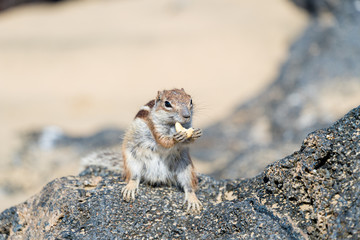 Barbary Ground Squirrel  Squirrel, Fuerteventura, Canary Island