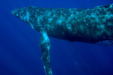 Naklejka premium Humpback whale, Neiafu, Vavau, Tonga
