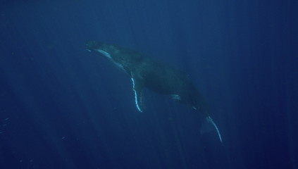 Naklejka premium Humpback whale, Neiafu, Vavau, Tonga
