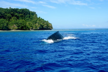 Fototapeta premium Whale watching-Surfacing Humpback Whale in Neiafu, Vavau, Tonga