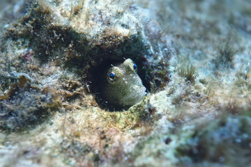 Cute little Triplespot Blenny peeking out of its underwater burrow, Neiafu, Vavau, Tonga