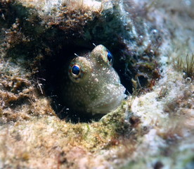 Triplespot blenny, Neiafu, Vavau, Tonga
