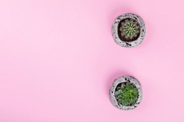 Succulent and Cactus on the Pink Paper.Minimal Fashion Stillife.  Concept Background Trendy Bright Colors.Copy space for Text.Top View. Flat Lay.