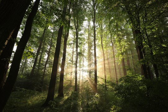 Fototapeta Spring deciduous forest during sunrise, June, Poland