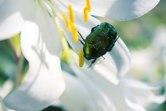 dor-beetle sit on lily. Macro