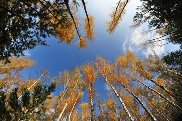 Obraz premium A view of the sky, tree trunks of birches with yellow bright foliage against the sky. Autumn time. 