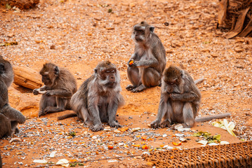 Obraz premium Baboon, safari park, mallorca