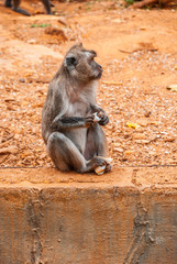 Baboon, safari park, mallorca