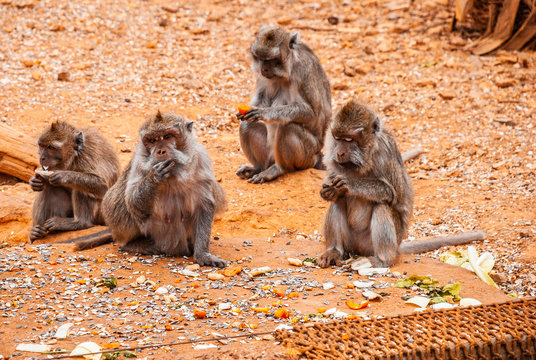 Baboon, safari park, mallorca