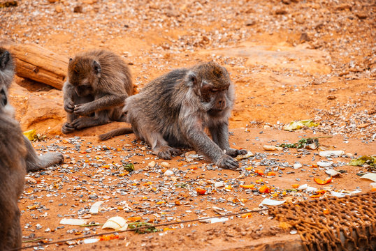 Baboon, safari park, mallorca