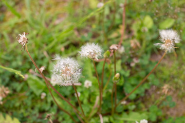 Dandelion. Nara.  in Japan