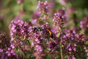 Ammophila sabulosa on Thymus Flower