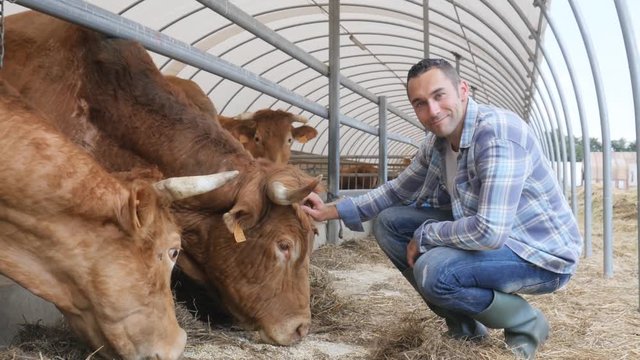 portrait of handsome farmer in livestock small breeding husbandry farming production taking care of charolais cow and cattle