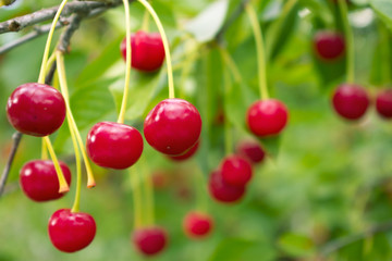 Cherries in the orchard