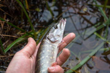 Catch and release. Small Freshwater pike in hand got a freedom..