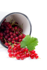 White cup with red currant berry in it and small bunch of red currant with green leaf  isolated on white..