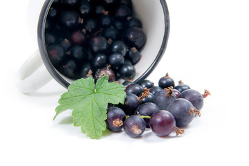 White cup with black currant berry in it and small bunch of black currant with green leaf isolated on white..
