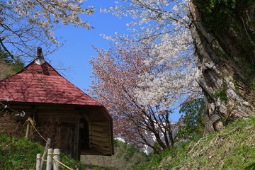小塩の桜（福島県・南会津町）