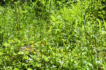 green meadow with buttercup flowers in forest