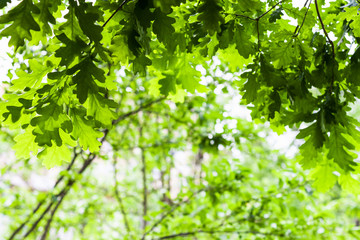 Fototapeta na wymiar oak green leaves in forest in summer