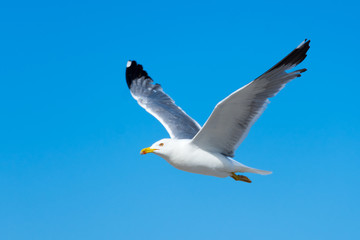 flying sea gull