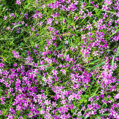pink flowers of phlox subulata on green meadow