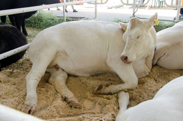 Fototapeta premium Beef cattle on the farm