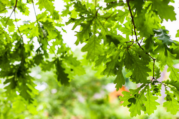 Fototapeta na wymiar green leaves of oak tree and view of country house
