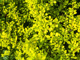 foliage of yellow Japanese Barberry plant