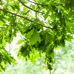 Fototapeta na wymiar oak branches with green leaves in forest