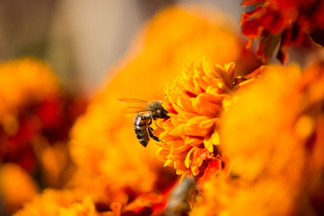 Bee on Marigold