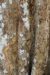 Wood texture background. trunk detail texture background. Bark tree texture wallpaper. Abstract background. postcard. Gnarl tree.